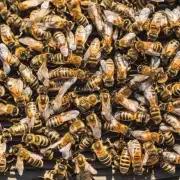当一个集体蜜蜂不合群时应该如何处理?