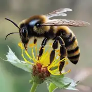 为什么湖南毒性强的蜜蜂存在?