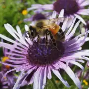 蜜蜂从哪里获取水分补给?