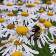 蜜蜂的寿命有多长?