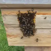 如何帮助蜜蜂回乡养?