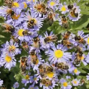 蜜蜂热坏是由于蜜蜂受到什么样的环境压力导致的?