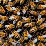 蜜蜂多久才能从巢穴恢复能量并重新开始生产蜂蜜和蜂胶?