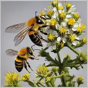 野蜂采集蜜的方式有哪些?