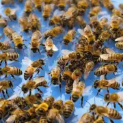 一句话海南蜜蜂一年产多少斤?