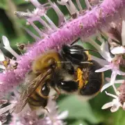 初夏的气候条件对蜜蜂有着重要的影响那么你有什么关于初夏蜜蜂并群的问题吗?