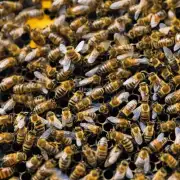 请您详细介绍一下使用风油精如何捕获蜜蜂不说成词吗?