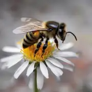 蜜蜂在飞行时是如何呼吸的?