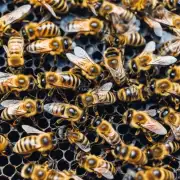 蜜蜂有怎样的合作行为以获得更生存机会?