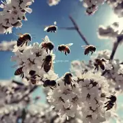 蜜蜂在什么时候打糖水?