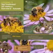 蜜蜂秋繁幼虫在秋天里会经历哪些发育阶段?
