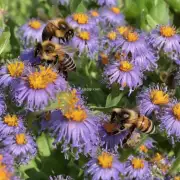 当一只蜜蜂发现食物时它会立刻飞回来告诉其他蜜蜂吗?