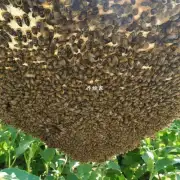 蜜蜂采集蜜时会遇到什么问题?