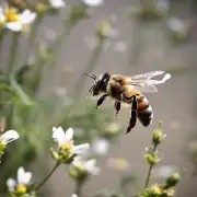 为什么蜜蜂在飞行中经常盘旋?