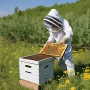 养蜂人在选择饲养场地时有哪些要求?