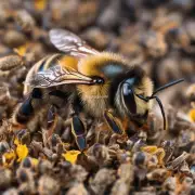 为什么一些山区蜜蜂很难存活?