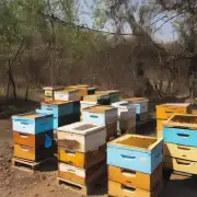 养蜂是否只限于农村地区?