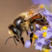 蜜蜂如何获得足够的营养来维持其生命活动?
