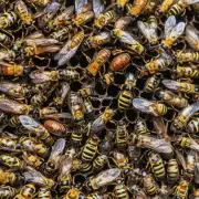 如果发现蜜獾的巢穴里有大量死黄蜂子和幼蜂的情况该如何处理?