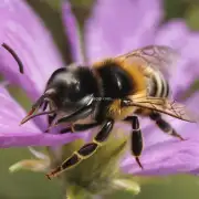 蜜蜂老蜂巢是否会对皮肤产生刺激或过敏反应?