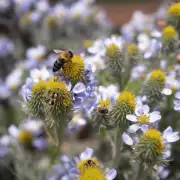有哪些技巧可以帮助我们拍摄蜜蜂?