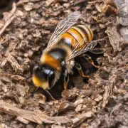 蜜蜂在建造巢穴时会选择什么样的位置建巢穴吗?