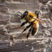 为什么蜜蜂没尊严感?他们没有任何权利吗?