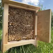 为什么选择含水量低于10的木材制作蜜蜂箱?