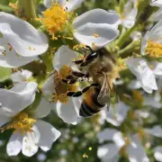 蜜蜂采集蜜的方法是什么样的?