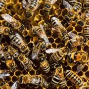 在蜜蜂分蜂隔期间蜜蜂群中会有什么变化?