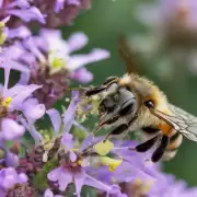 蜜蜂为什么会飞到我家里的花园里去采集花粉和蜜露水呢?