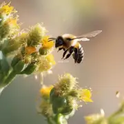 当蜜蜂停下来飞行并开始下降回家之前它们会发出什么声音?