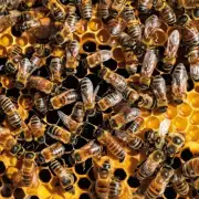 在喂蜜蜂蜂蜜水时需要注意哪些细节?