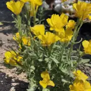 洋甘菊花瓣上的黄色粉末是什么?