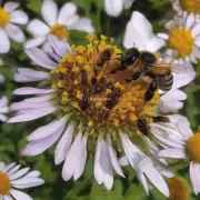 这种药物对蜜蜂的健康有什么影响吗?