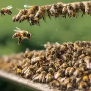 夏季气温较高且天气较为干燥这对于蜜蜂饲养来说是一个挑战因此在饲料选择与搭配上应注重水分及营养素的补充增加以满足蜜蜂对饲料的需求增长并保证其正常活动和健康成长发展所需的能量供应 问题6蜜蜂度夏要喂什么?
