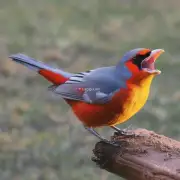 为什么当小鸟们唱着歌儿时会感觉特别开心呢?