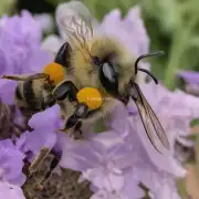 您能告诉我康定有哪几种蜜蜂?