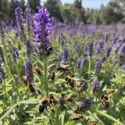 蜜蜂可以吃的植物有哪些物种?