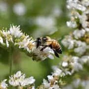 如果没有蜜蜂来采蜜会对农作物产生什么影响?