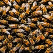 为什么养蜜蜂很重要呢?