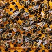 你认为最近招蜜蜂最重要的特点是什么?
