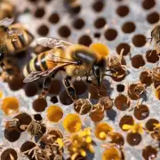 过量饮用蜂蜜水可能会给蜜蜂带来什么后果?