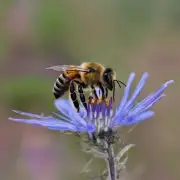 奈落的蜜蜂叫什么呢?