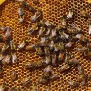 当蜜蜂生产出蜜糖时它们还会注意哪些因素?