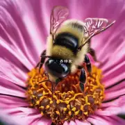 为什么说蜜蜂出子是宝贵的生命?