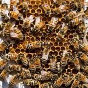 为什么需要保持蜜蜂群体的健康状态?