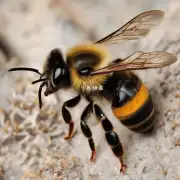 如果我要在一本小说里写一篇关于蜜蜂的文章你会怎么描述我作为一只蜜蜂的生活经历呢?