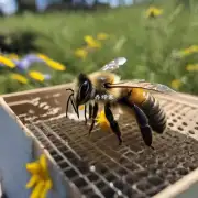 如果蜜蜂箱里有积水是否会影响蜜蜂的食物供应?