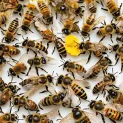 蜜蜂有几种不同的品种?它们有哪些特征和行为习惯有何不同呢?